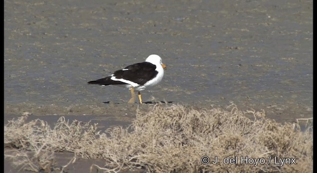 Olrog's Gull - ML201204051