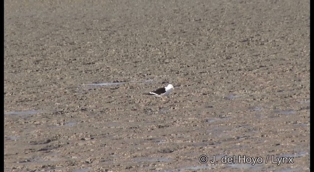 Olrog's Gull - ML201204061