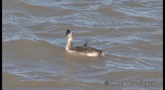 Great Grebe - ML201204131