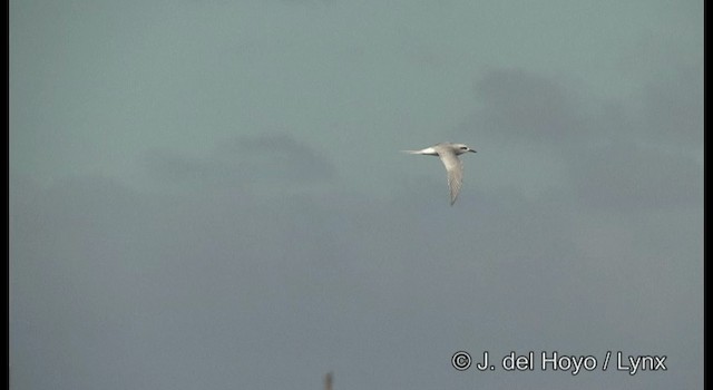 Snowy-crowned Tern - ML201204151