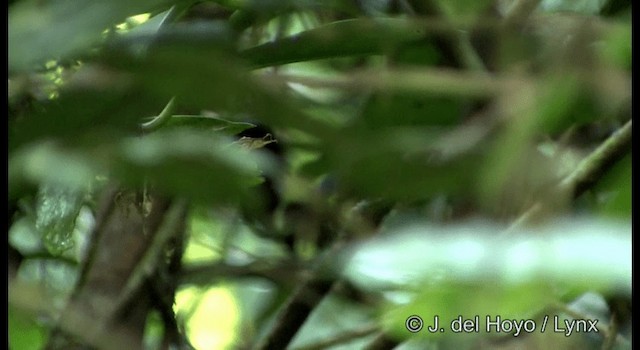 Emperor Fairywren - ML201204201