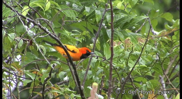 Golden Monarch - ML201204271