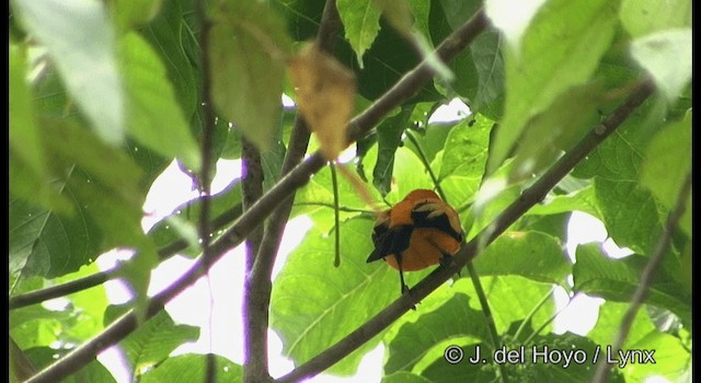 Golden Monarch - ML201204281