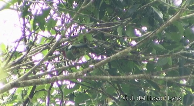 Claret-breasted Fruit-Dove - ML201204341