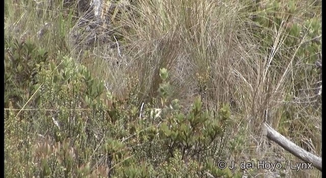 Papuan Thornbill - ML201204431