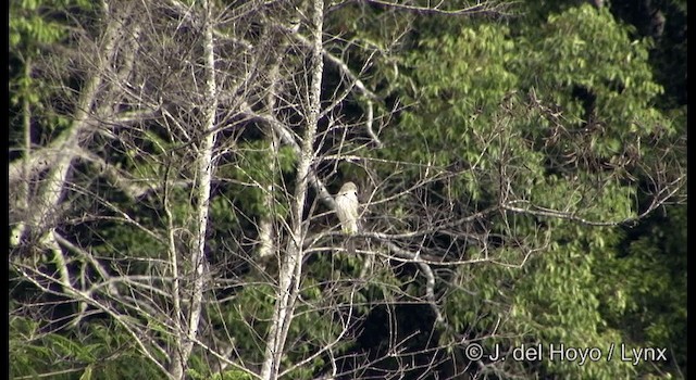 Variable Goshawk (Variable) - ML201204441