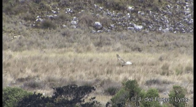 Papuan Harrier - ML201204471