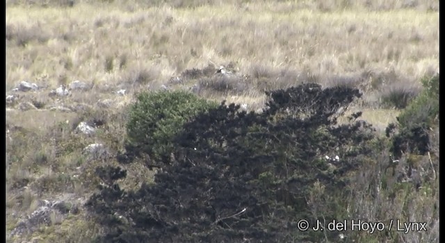 Aguilucho Lagunero de Papúa - ML201204481