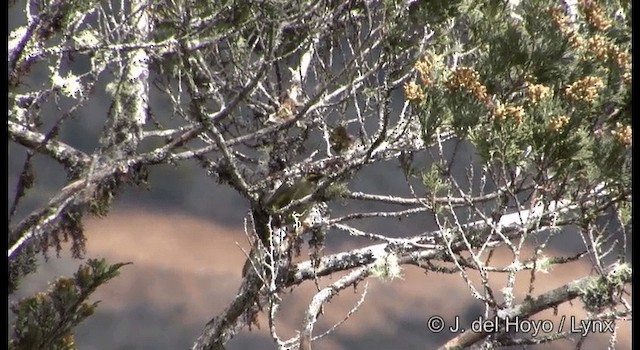 Black-throated Honeyeater - ML201204501