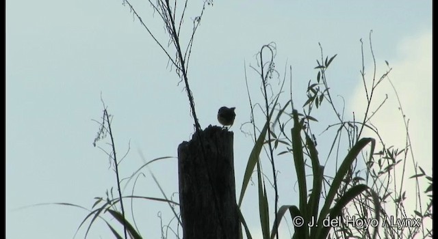 White-shouldered Fairywren - ML201204561