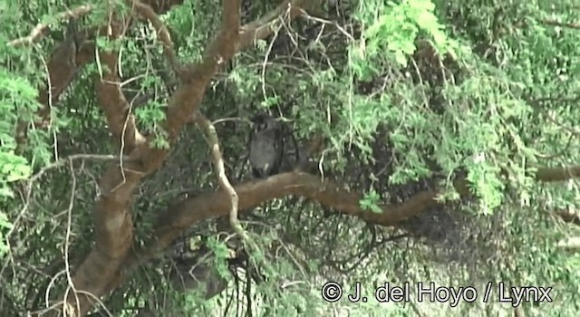 Verreaux's Eagle-Owl - ML201204581