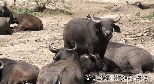 Yellow-billed Oxpecker - ML201204601