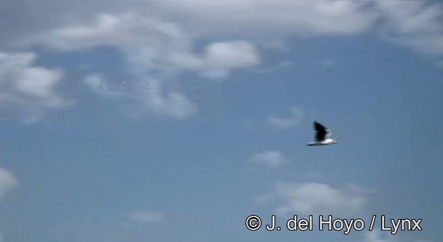 Сероголовая чайка - ML201204691