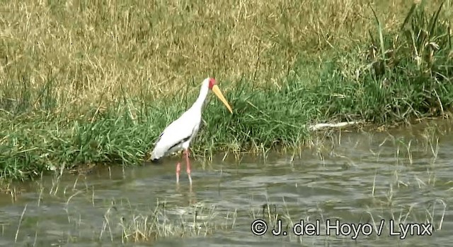 Yellow-billed Stork - ML201204701