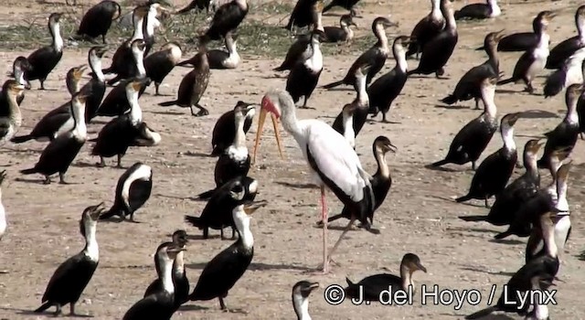 Yellow-billed Stork - ML201204711