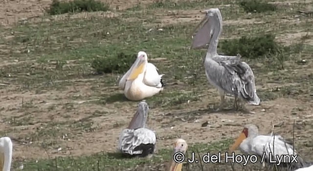 Pink-backed Pelican - ML201204741