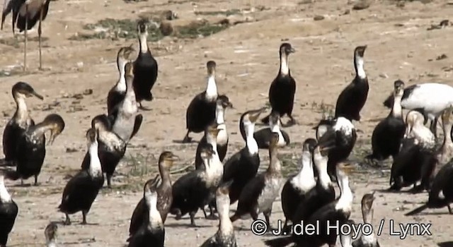 Great Cormorant (White-breasted) - ML201204751