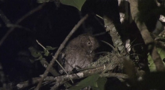 Santa Marta Screech-Owl - ML201204891