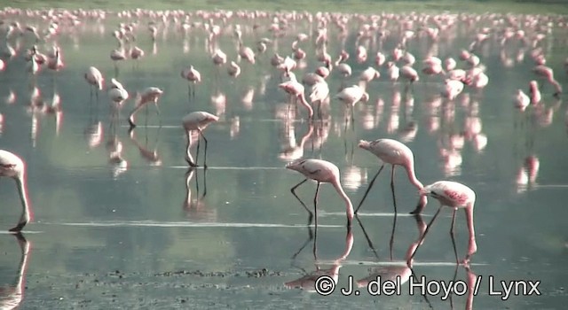 Lesser Flamingo - ML201204981