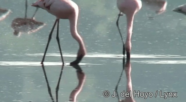 dvergflamingo - ML201205011