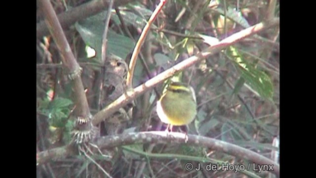 Sarı Karınlı Bülbül Tiranı - ML201205041