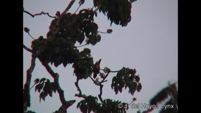 Black-headed Parrot - ML201205061