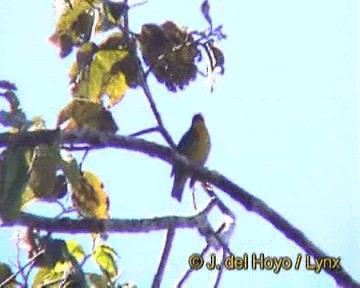 Cotinga à poitrine d'or - ML201205071