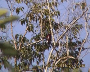 Cotinga Pompadour - ML201205101