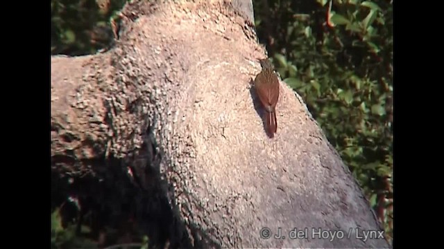 Striped Woodcreeper - ML201205111