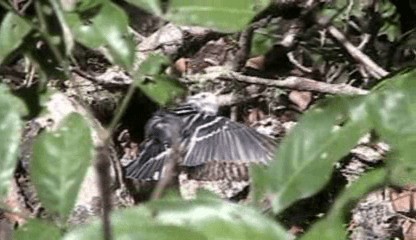 Black-and-white Warbler - ML201205221