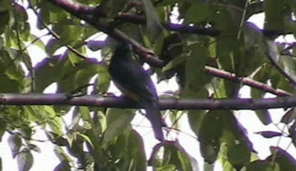 Black-headed Trogon - ML201205231