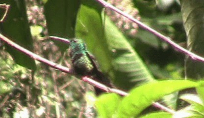 Colibri à queue bronzée - ML201205261