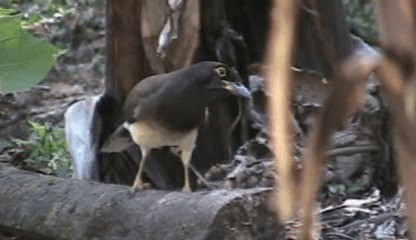 Brown Jay - ML201205271