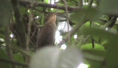 Fawn-throated Foliage-gleaner (hypophaeus) - ML201205281