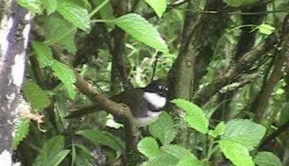 Chestnut-capped Brushfinch (Chestnut-capped) - ML201205301