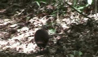 Chiriqui Quail-Dove - ML201205331