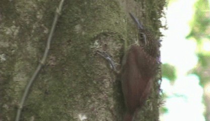 Cocoa Woodcreeper (Lawrence's) - ML201205341