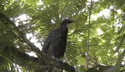 Crested Guan - ML201205361