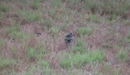 Eastern Meadowlark (Eastern) - ML201205381