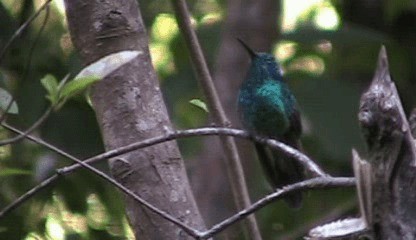 Lesser Violetear (Costa Rican) - ML201205421