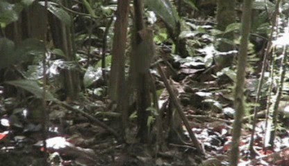 Kentucky Warbler - ML201205451