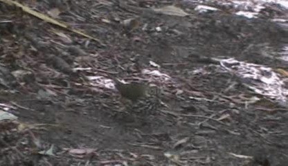 Ovenbird - ML201205521