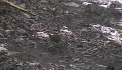 Ovenbird - ML201205521