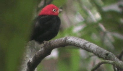 Kırmızı Takkeli Manakin - ML201205591