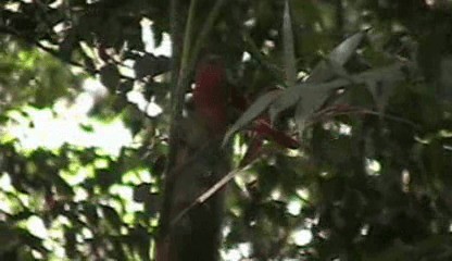 Red-crowned Ant-Tanager (Northern) - ML201205601