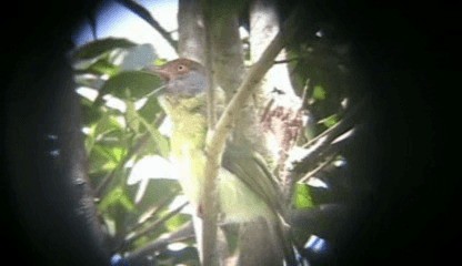 アカマユカラシモズ（gujanensis グループ） - ML201205631