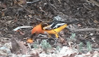 Streak-backed Oriole (Streak-backed) - ML201205651