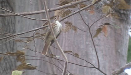 Streaked Flycatcher (Northern) - ML201205661