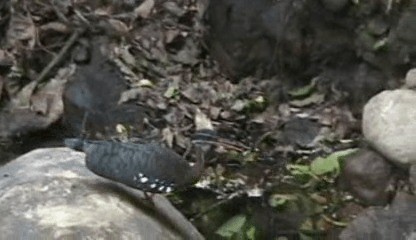 Sunbittern - ML201205681