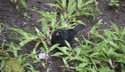 Variable Seedeater (Black) - ML201205701